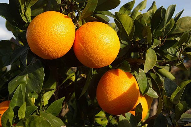 قیمت میوه پرتقال